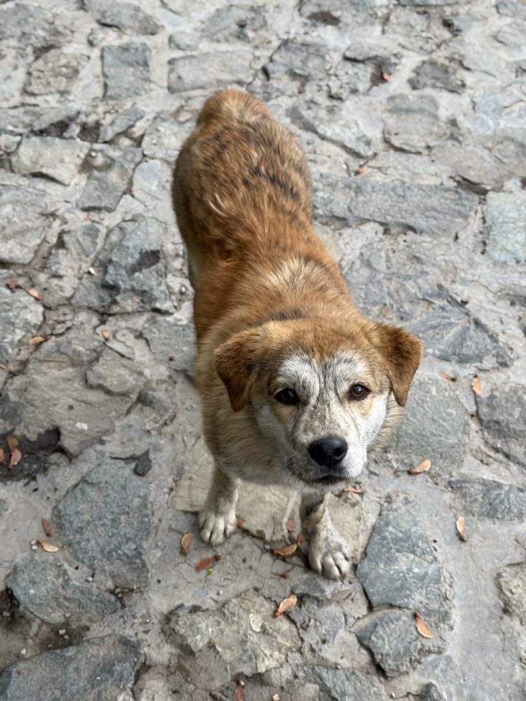 سگ زیبا